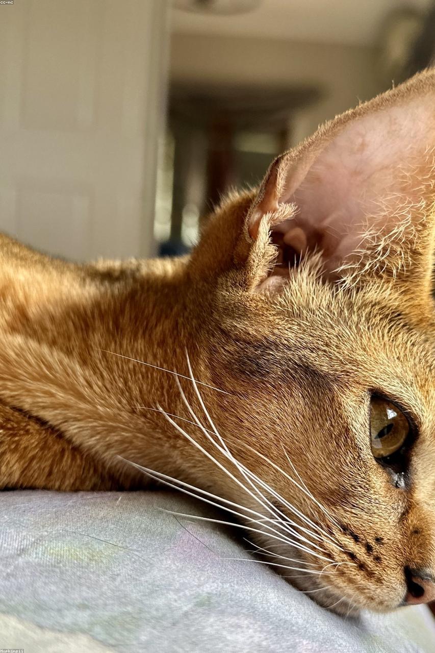 Abyssinian cat Amber