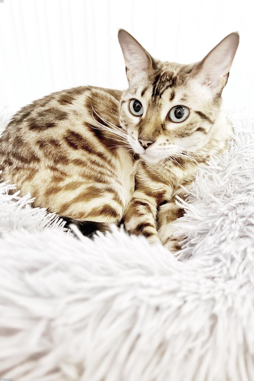 Bengal cat Rio
