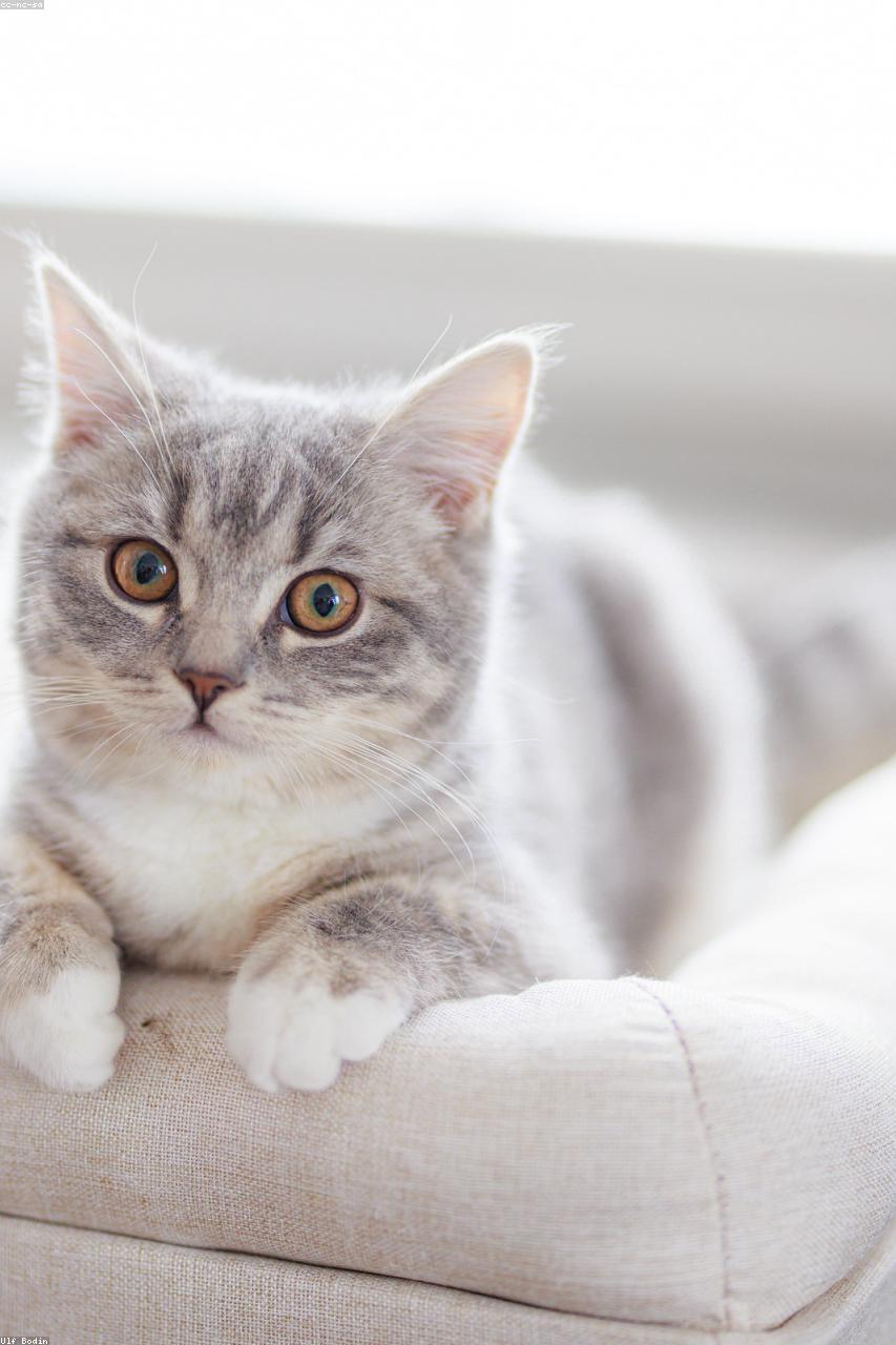Bicolor Ragdoll cat Misty