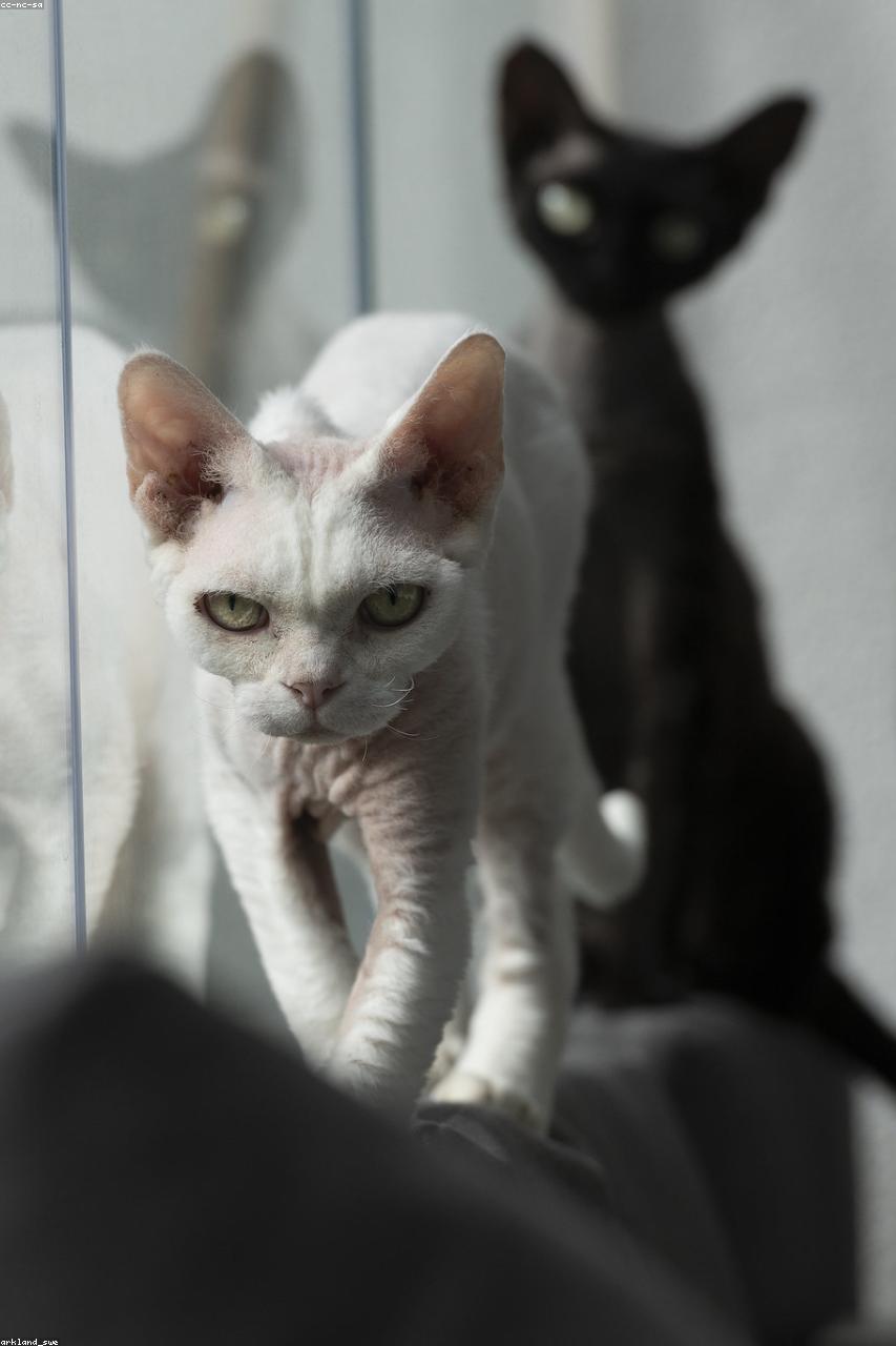 Devon Rex cat Demi