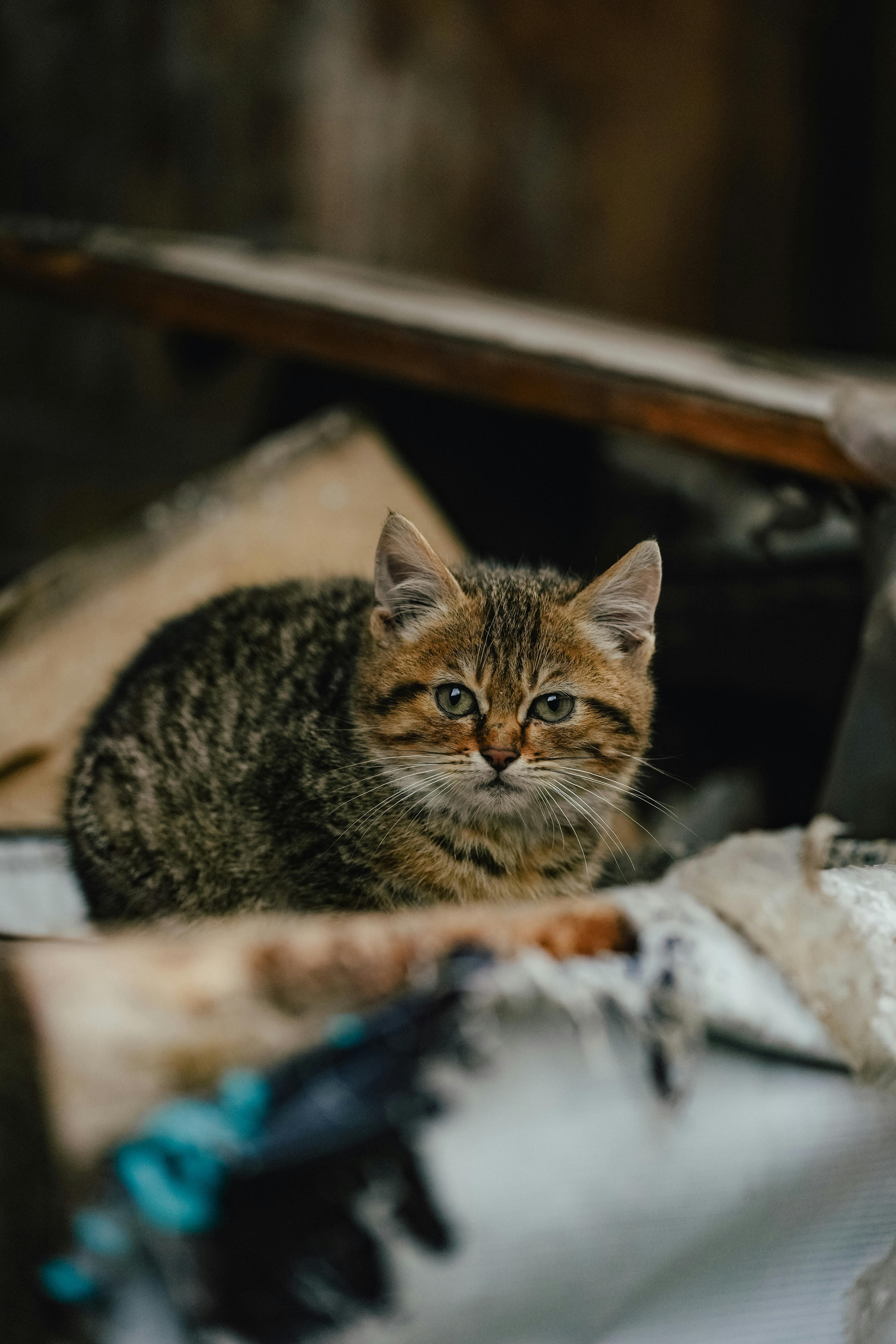 Exotic Shorthair cat Nova