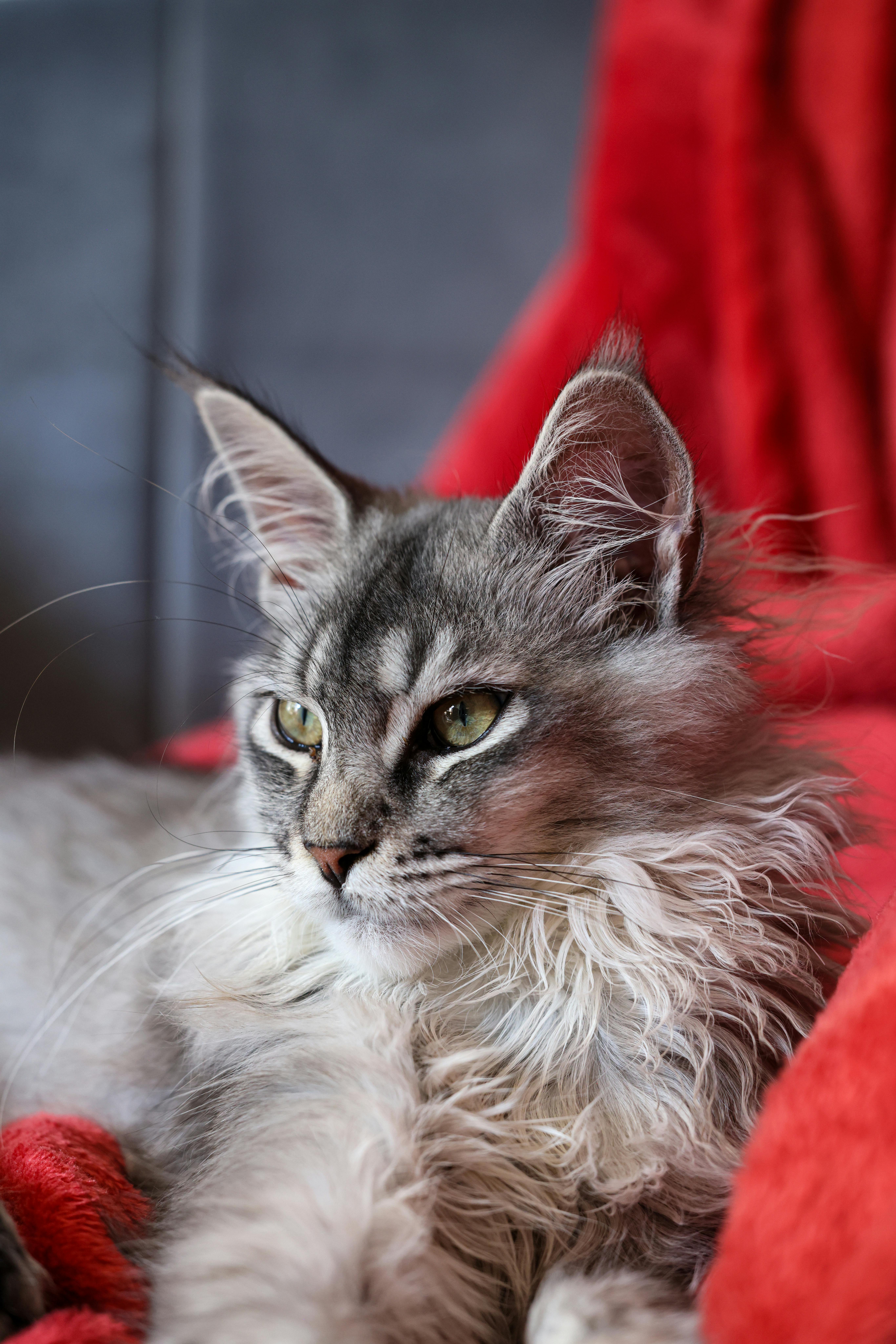 Atlas watching the shadows