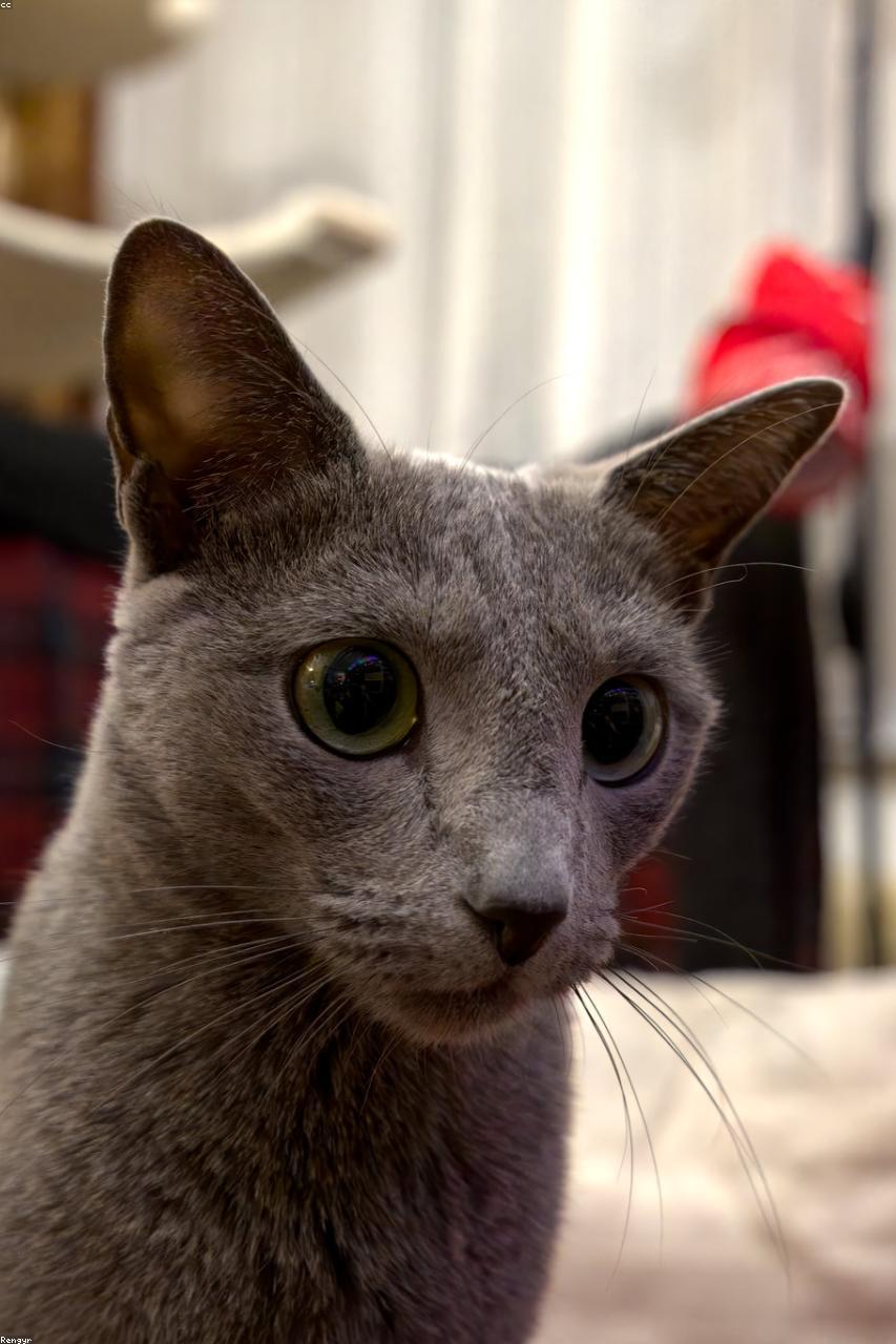 Russian Blue cat Zephyr