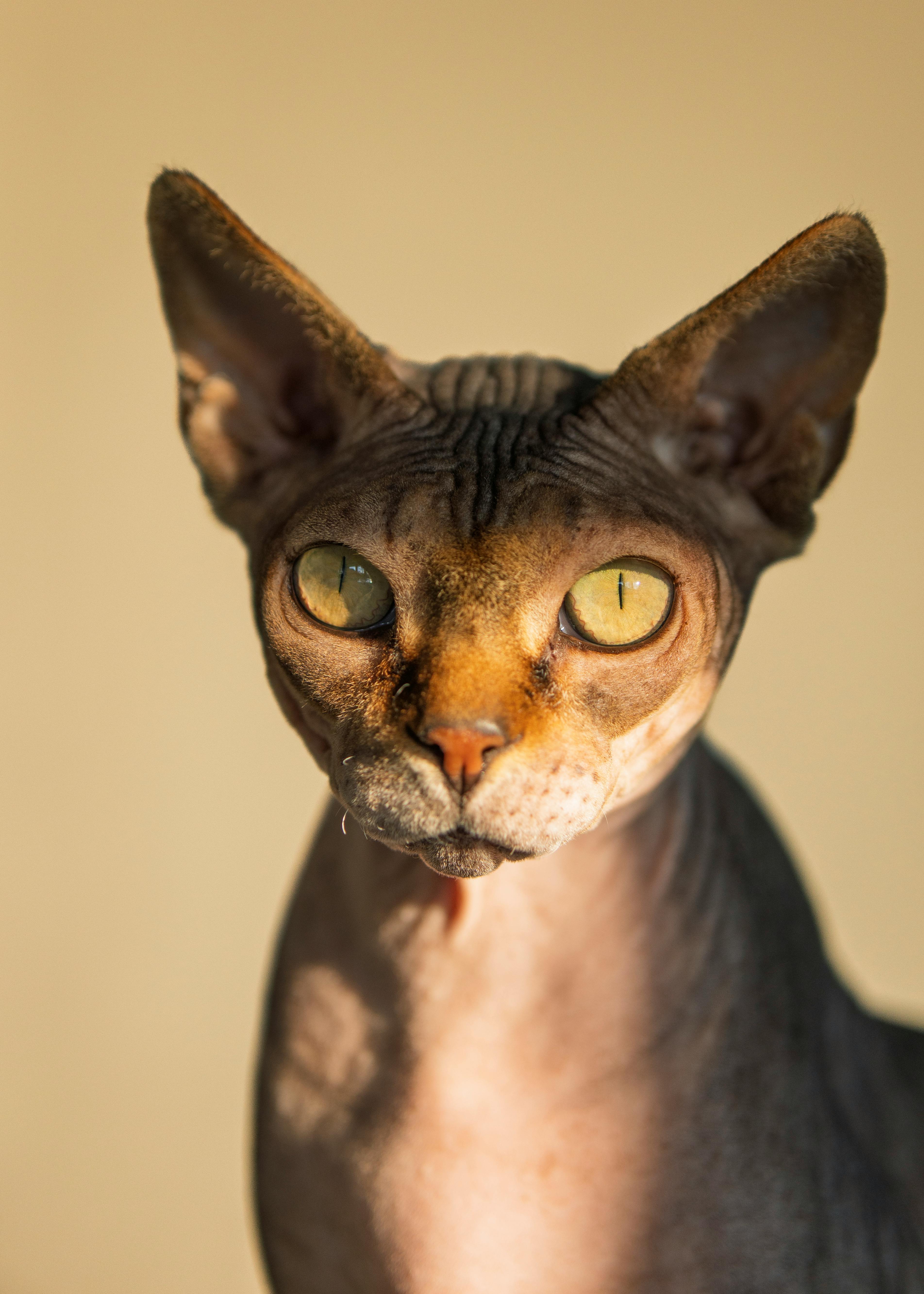 Sphynx cat Onyx